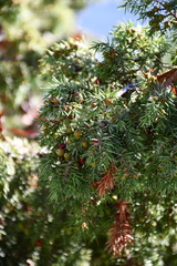 Juniperus oxycedrus