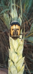 Anisoplia austriaca