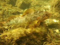 Hexagrammos decagrammus