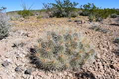 Echinocereus stramineus