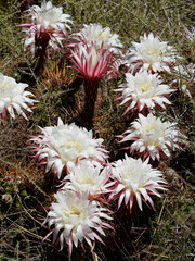 Trichocereus candicans