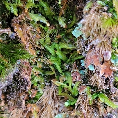 Odontoschisma denudatum