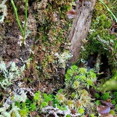 Odontoschisma denudatum