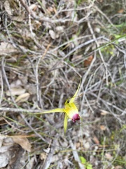 Caladenia infundibularis