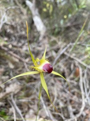 Caladenia infundibularis