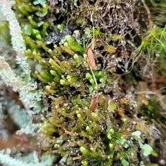 Odontoschisma denudatum