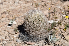 Coryphantha echinus