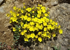 Potentilla incana