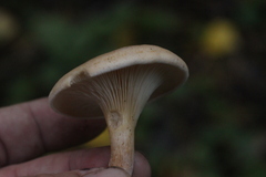 Paralepista