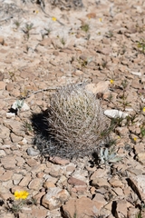 Coryphantha echinus