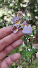 Jovellana