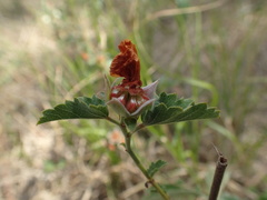 Malvastrum aurantiacum