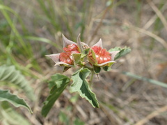 Malvastrum aurantiacum