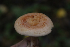 Paralepista