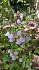 Jovellana