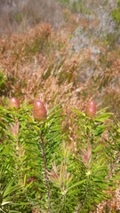 Leucadendron