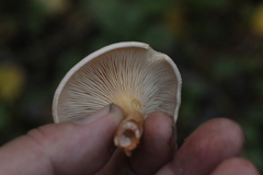 Paralepista
