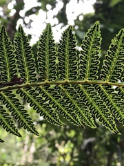 Cyatheaceae