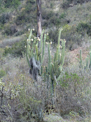 Trichocereus cuzcoensis