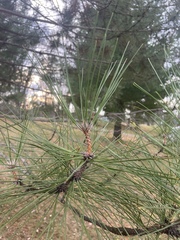 Pinus resinosa
