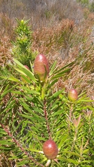 Leucadendron