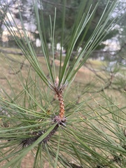Pinus resinosa