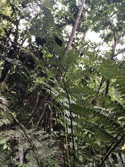 Cyatheaceae