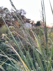 Panicum amarum