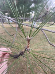 Pinus resinosa
