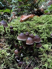 Mycena leptocephala