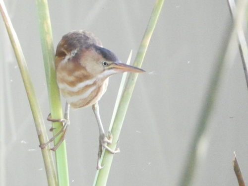 Least Bittern photographed in New Mexico
