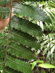 Cyatheaceae