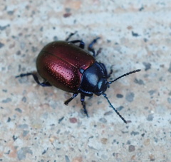 Chrysolina auripennis