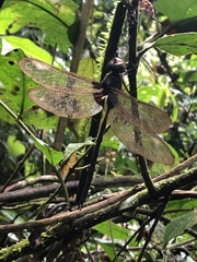 Gynacantha membranalis
