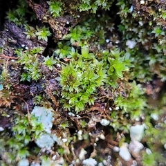 Ptychostomum moravicum