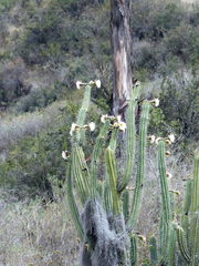 Trichocereus cuzcoensis
