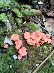 Cantharellus coccolobae
