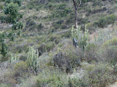 Trichocereus cuzcoensis
