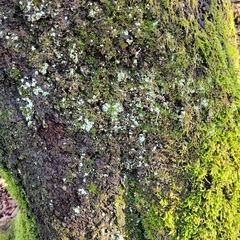 Ptychostomum moravicum