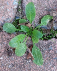 Capsella bursa-pastoris