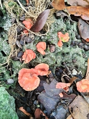 Cantharellus coccolobae