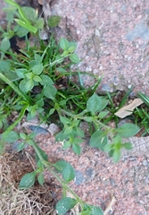 Arenaria