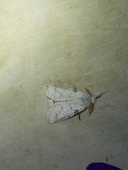 Calliteara diplozona