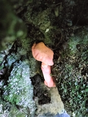 Cantharellus coccolobae