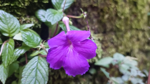 Image of Achimenes grandiflora by (c) J Alejandro González Castillo, some rights reserved (CC BY-SA)