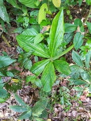 Costaceae