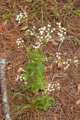 Ageratina jucunda