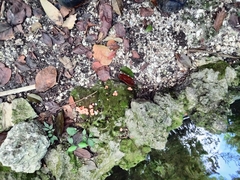 Cantharellus coccolobae