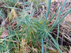 Euphorbia cyparissias