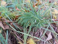 Euphorbia cyparissias
